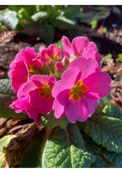 Videolu 1 Adet Pembe Çuha (Marul) Çiçeği 15-30 cm Saksılı Çiçekli Bodur Bitki Pink Primula
