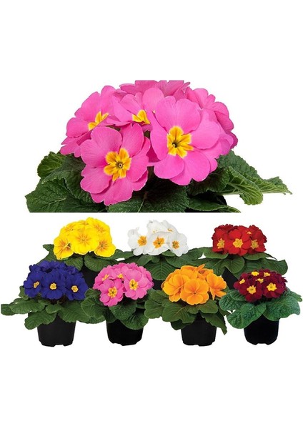 Videolu 1 Adet Pembe Çuha (Marul) Çiçeği 15-30 cm Saksılı Çiçekli Bodur Bitki Pink Primula
