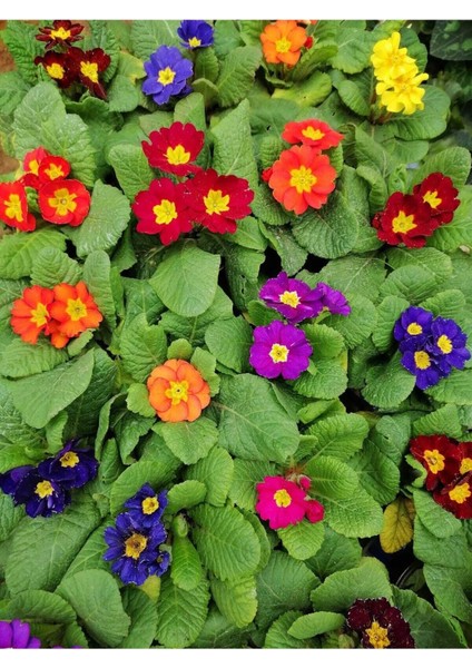 Videolu 1 Adet Pembe Çuha (Marul) Çiçeği 15-30 cm Saksılı Çiçekli Bodur Bitki Pink Primula