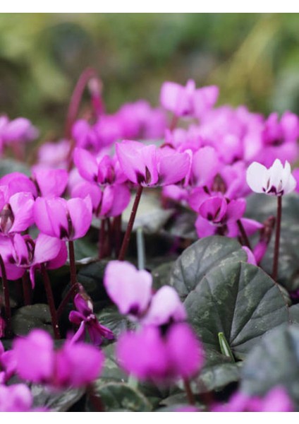 Videolu Mor Sıklamen Çiçeği Fidanı 30-45 cm Saksılı Çiçekli Bodur Bitkiler Purple Cyclamen