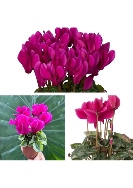 Videolu Mor Sıklamen Çiçeği Fidanı 30-45 cm Saksılı Çiçekli Bodur Bitkiler Purple Cyclamen