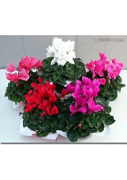 Videolu Mor Sıklamen Çiçeği Fidanı 30-45 cm Saksılı Çiçekli Bodur Bitkiler Purple Cyclamen