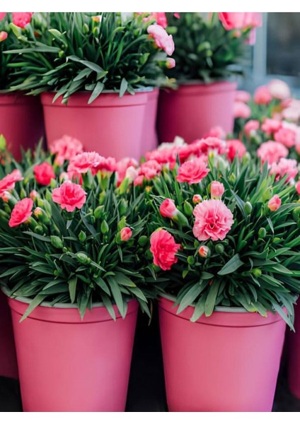 Videolu Pembe Kokulu Karanfil Fidanı 1 Adet Saksılı 15-30CM Salon Bitkisi (Dianthus Caryophyllus)