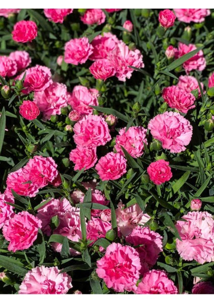 Videolu Pembe Kokulu Karanfil Fidanı 1 Adet Saksılı 15-30CM Salon Bitkisi (Dianthus Caryophyllus)