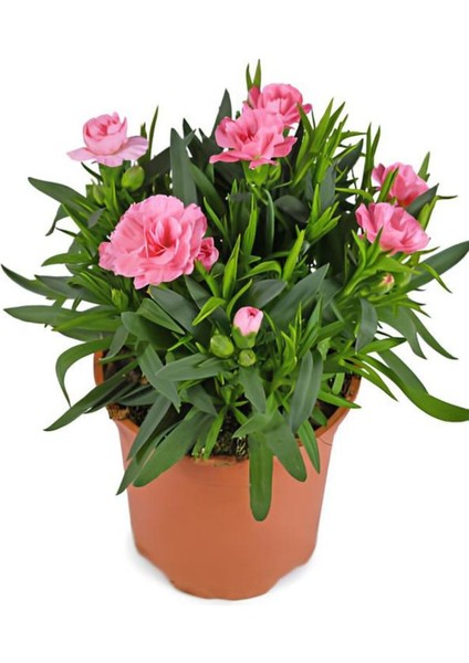 Videolu Pembe Kokulu Karanfil Fidanı 1 Adet Saksılı 15-30CM Salon Bitkisi (Dianthus Caryophyllus)