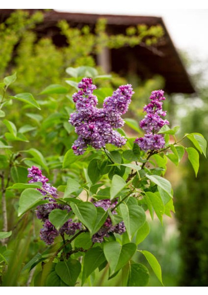 Videolu Mis Kokulu Mor Leylak Çiçeği Fidanı 1 Adet Saksılı 50-70 cm Bahçe Bitkisi ( Lilac)