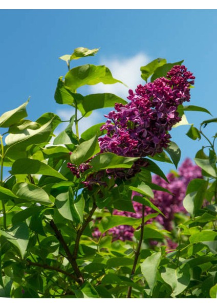 Videolu Mis Kokulu Mor Leylak Çiçeği Fidanı 1 Adet Saksılı 50-70 cm Bahçe Bitkisi ( Lilac)