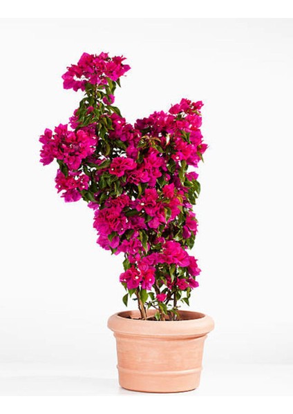 Serada Decor Plant Videolu Fuşya Begonvil Çiçeği Fidesi 60-110 Saksılı Çiçekli Bodur Bitkiler (Bougainvillea Seedling)