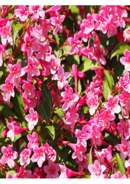 Videolu 1 Adet Yılbaşı Çiçeği Fidanı 20-40CM Saksılı (Poinsettia) fırsatları