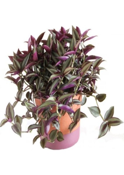 Videolu 1 Adet Telgraf Çiçeği Kara Sevda Bitkisi 25-40CM Saksılı (Black Love Sapling)