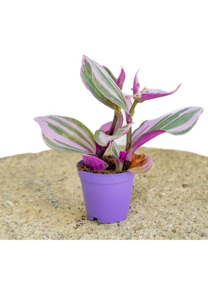 Videolu 1 Adet Telgraf Çiçeği Kara Sevda Bitkisi 25-40CM Saksılı (Black Love Sapling)