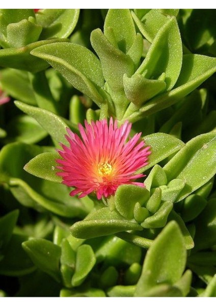 Videolu Yoğun Çiçekli Buz Çiçeği Fidanı 2 Adet Askılı Saksıda 20-30CM Saksılı (Ice Plant)