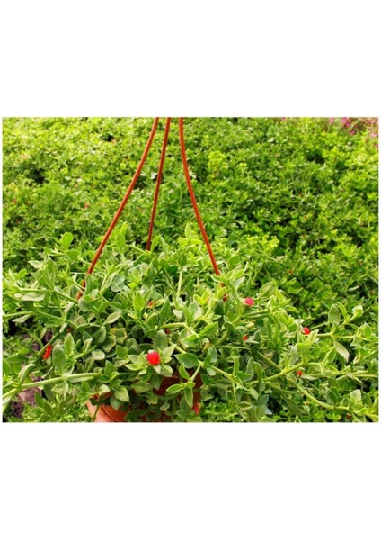 Videolu Yoğun Çiçekli Buz Çiçeği Fidanı 2 Adet Askılı Saksıda 20-30CM Saksılı (Ice Plant)