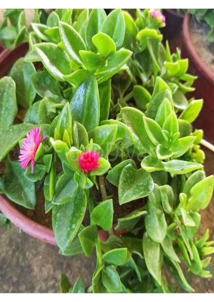 Videolu Yoğun Çiçekli Buz Çiçeği Fidanı 2 Adet Askılı Saksıda 20-30CM Saksılı (Ice Plant)