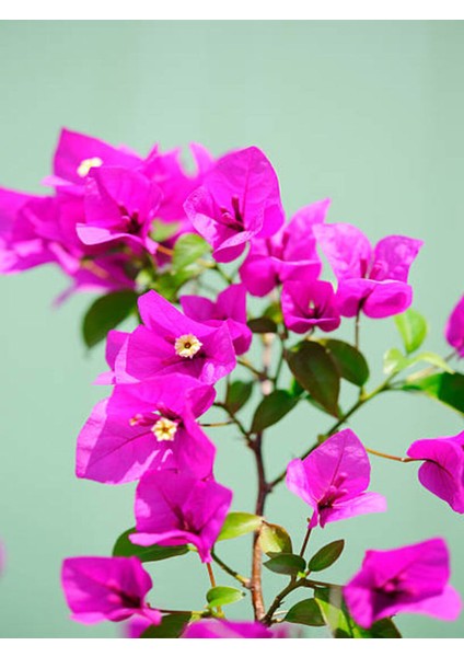 Videolu 2 Adet Pembe Sarılıcı Begonvil Çiçeği Fidanı 60-90 cm Saksılı Çiçekli Bodur Bougainvillea