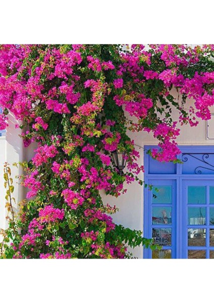 Videolu 2 Adet Pembe Sarılıcı Begonvil Çiçeği Fidanı 60-90 cm Saksılı Çiçekli Bodur Bougainvillea fiyatları