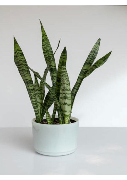 Videolu Kılıç Çiçeği Fidanı 60-80 cm Saksılı Çiçekli Bodur Bitkiler Gladiolus