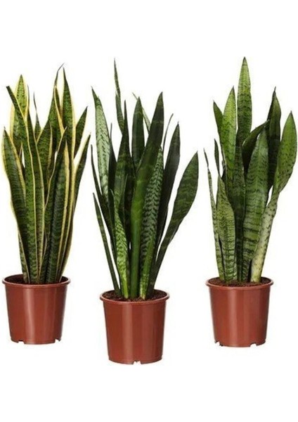 Videolu Kılıç Çiçeği Fidanı 60-80 cm Saksılı Çiçekli Bodur Bitkiler Gladiolus fiyatları