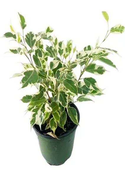 Videolu Dikkat Çeken Alacalı Benjamin Çiçeği Fidanı 50-70 cm Saksılı Çiçekli Bodur Ficus Benjamina