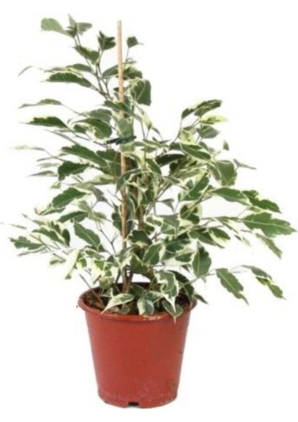Videolu Dikkat Çeken Alacalı Benjamin Çiçeği Fidanı 50-70 cm Saksılı Çiçekli Bodur Ficus Benjamina fiyatları