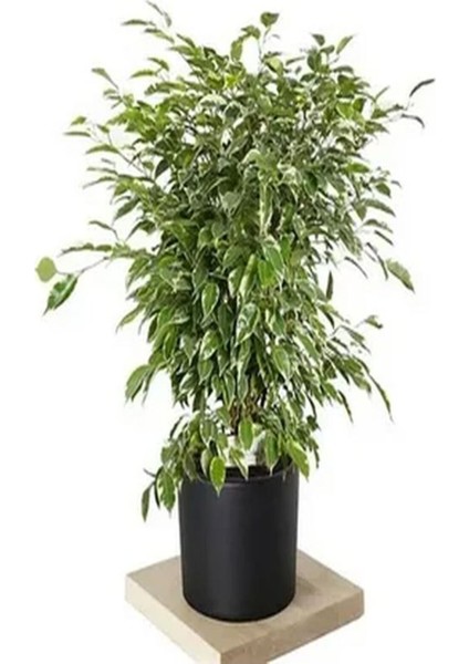 Videolu Dikkat Çeken Alacalı Benjamin Çiçeği Fidanı 50-70 cm Saksılı Çiçekli Bodur Ficus Benjamina modelleri