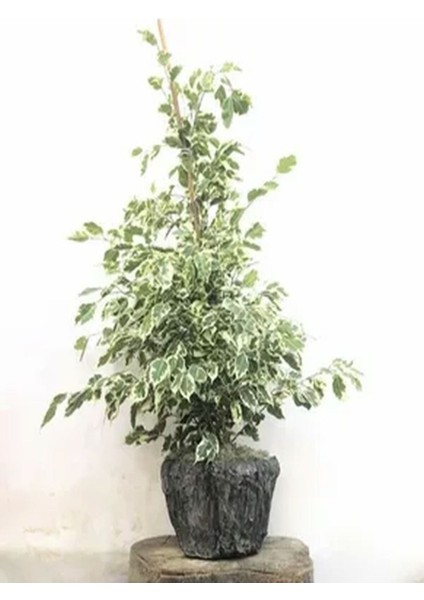 Videolu Dikkat Çeken Alacalı Benjamin Çiçeği Fidanı 50-70 cm Saksılı Çiçekli Bodur Ficus Benjamina fırsatları