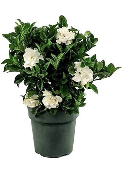 Videolu 1. Kalite Özel Kokulu 1 Adet Gardenya Çiçeği Saksılı 30-40CM (Gardenia Flower)