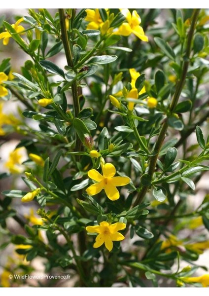 Jasminum Nudiflorum Çalı Yasemin Sarı Yasemin Fidanı 80-120 cm indirimleri