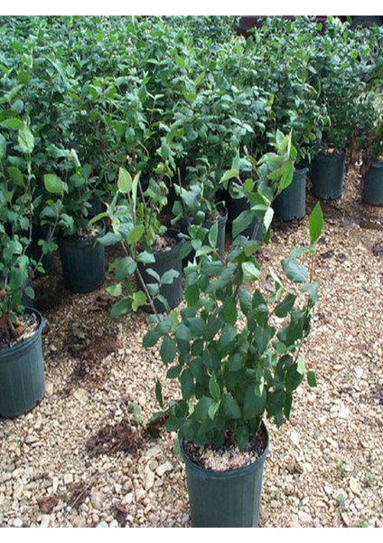 Videolu Hoş Kokulu Canlı Pembe 1 Adet Leylak Fidanı 65-120CM Saksılı (Leilac Sapling)