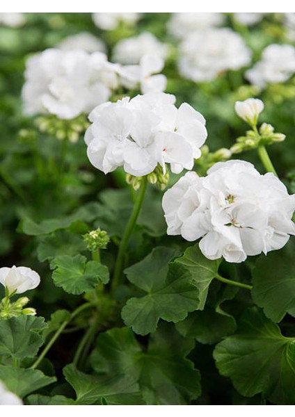 Videolu Bol Yapraklı 1 Adet Beyaz Sardunya Çiçeği 15-30CM Saksılı (Geranium) fiyatları