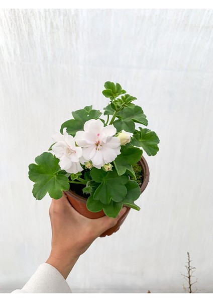 Videolu Bol Yapraklı 1 Adet Beyaz Sardunya Çiçeği 15-30CM Saksılı (Geranium) modelleri
