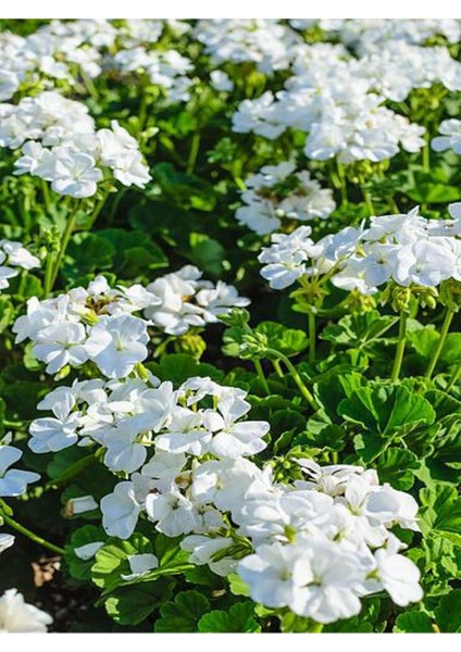 Videolu Bol Yapraklı 1 Adet Beyaz Sardunya Çiçeği 15-30CM Saksılı (Geranium) fırsatları