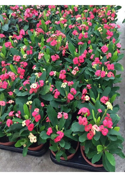 Videolu Canlı Pembe 1 Adet Milli Dikenler Tacı Çiçeği 15-30CM Saksılı (Europhia)