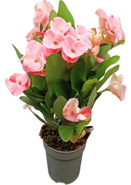 Videolu Canlı Pembe 1 Adet Milli Dikenler Tacı Çiçeği 15-30CM Saksılı (Europhia) modelleri