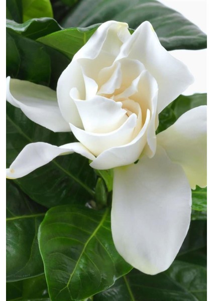 Videolu Mis Kokulu Masa Çiçeği 1 Adet Gardenya Saksılı 30-40CM (Gardenia Flower) fiyatları