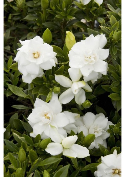 Videolu Mis Kokulu Masa Çiçeği 1 Adet Gardenya Saksılı 30-40CM (Gardenia Flower) modelleri