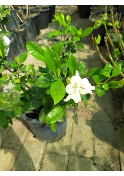 Videolu Ferah Kokulu 1 Adet Gardenya Çiçeği Saksılı 30-45CM (Gardeia Flower) modelleri