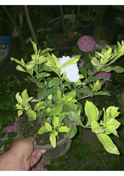 Videolu Ferah Kokulu 1 Adet Gardenya Çiçeği Saksılı 30-45CM (Gardeia Flower) fırsatları