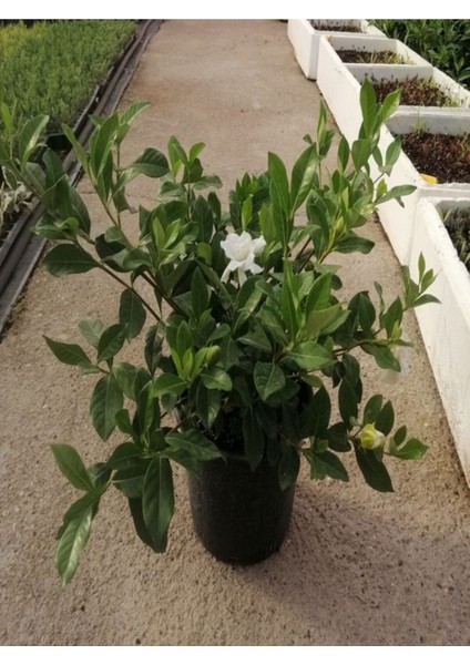 Videolu Hoş Kokulu Ofis Bitkisi 1 Adet Gardenya Çiçeği 30-45CM Saksılı (Gardenia Flower)