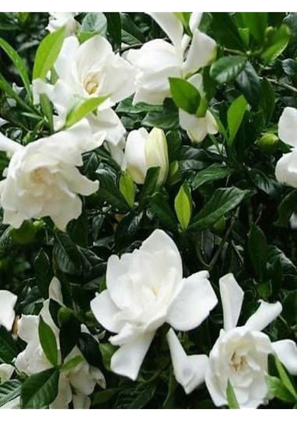 Videolu Hoş Kokulu Ofis Bitkisi 1 Adet Gardenya Çiçeği 30-45CM Saksılı (Gardenia Flower)