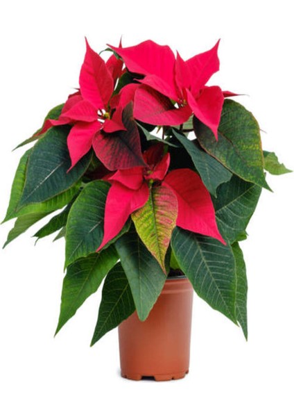 Videolu Ponsetya Atatürk Çiçeğin 1 Adet Saksılı 40-70CM Salon Bitkisi Hediyelik (Poinsettia )