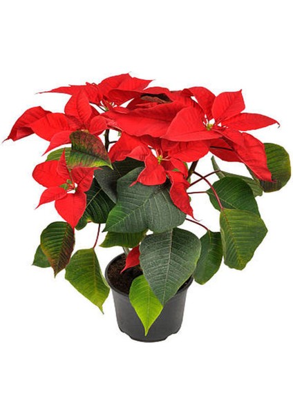 Videolu Ponsetya Atatürk Çiçeğin 1 Adet Saksılı 40-70CM Salon Bitkisi Hediyelik (Poinsettia ) fiyatları