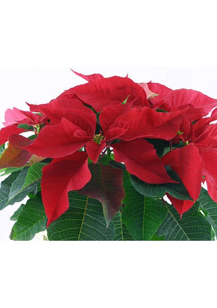 Videolu Ponsetya Atatürk Çiçeğin 1 Adet Saksılı 40-70CM Salon Bitkisi Hediyelik (Poinsettia ) modelleri