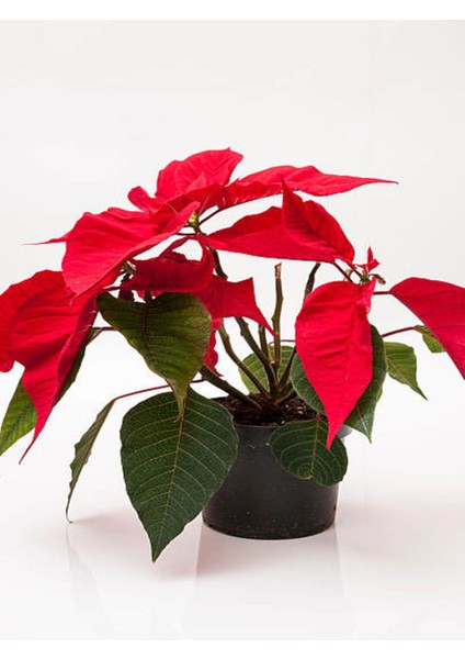 Videolu Gösterişli Atatürk Çiçeği Fidanı 40-60 cm Saksılı Iç Mekan Bitkileri (Ponsetya) fiyatları