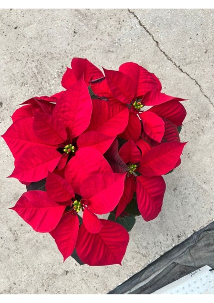 Ponsetya (Poinsettia) Atatürk Çiçeği Kırmızı Yapraklı Bitki Çiçek 35 cm