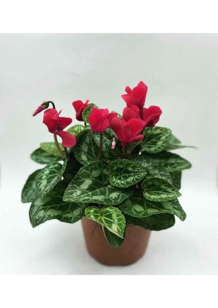 Videolu Bordo Renkli Canlı Sıklamen Çiçeği Saksılı 30-55CM (Bordeaux Cyclamen)