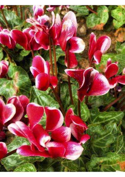 Videolu Bordo Renkli Canlı Sıklamen Çiçeği Saksılı 30-55CM (Bordeaux Cyclamen) fiyatları