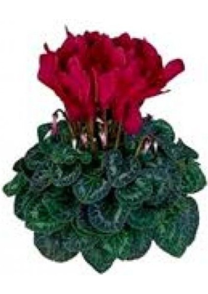 Videolu Bordo Renkli Canlı Sıklamen Çiçeği Saksılı 30-55CM (Bordeaux Cyclamen) modelleri