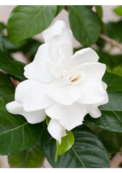 Videolu Premium Hediyelik 1 Adet Gardenya Çiçeği Saksılı 30-45CM (Gardenia Flower) fiyatları