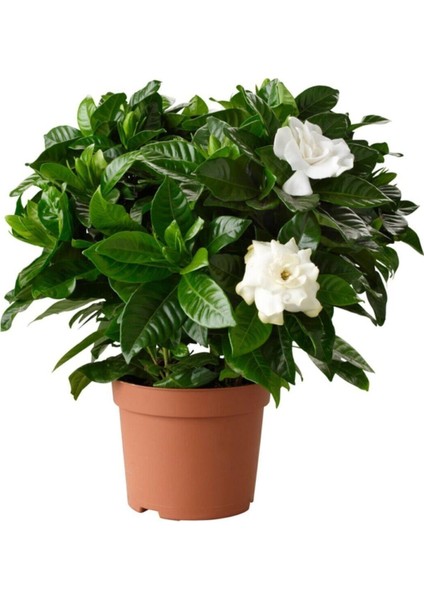 Serada Decor Plant Videolu Efsane Kokulu Hediyelik 1 Adet Gardenya Çiçeği Saksılı 30-45CM (Gardenia Flower)